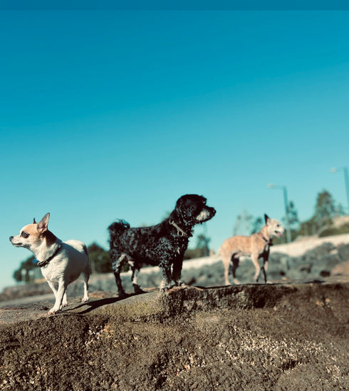 Martingale Collar  for Small Dogs
